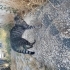Sokakta yaşayan scottish kedi için yuva arıyoruz fotoğraf