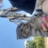 Sokakta yaşayan scottish kedi için yuva arıyoruz fotoğraf