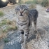 Sokakta yaşayan scottish kedi için yuva arıyoruz fotoğraf