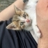 Çok uysal yavru kedi acill sahiplenilmeli fotoğraf