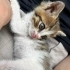 Çok uysal yavru kedi acill sahiplenilmeli fotoğraf