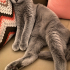 Scottish kedi acil geçici veya ömürlük yuva fotoğraf