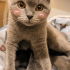 Scottish kedi acil geçici veya ömürlük yuva fotoğraf