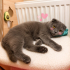 Scottish kedi acil geçici veya ömürlük yuva fotoğraf