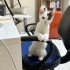Sahiplendirilmezse sokağa gönderilecek🥺 fotoğraf