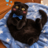 Ücretsiz sahiplenme Scottish panter fotoğraf