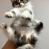 5 YAVRU KEDİMİZ YUVA ARIYOR fotoğraf