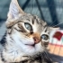 5 YAVRU KEDİMİZ YUVA ARIYOR fotoğraf