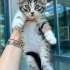 5 YAVRU KEDİMİZ YUVA ARIYOR fotoğraf