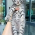 5 YAVRU KEDİMİZ YUVA ARIYOR fotoğraf