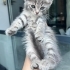 5 YAVRU KEDİMİZ YUVA ARIYOR fotoğraf