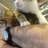 2 aylık, aşılı, kuru mama ve kum alışkanlığı varı var fotoğraf