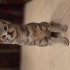 MELEZ OYUNCU PRENSES YUVA ARIYOR fotoğraf