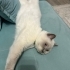 Onun adı kendisi gibi Pamuk fotoğraf