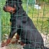 Rottweiler, dişi, kısır, aşılı, tuvalet eğitimi var fotoğraf