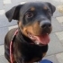 Rottweiler, dişi, kısır, aşılı, tuvalet eğitimi var fotoğraf
