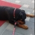 Rottweiler, dişi, kısır, aşılı, tuvalet eğitimi var fotoğraf