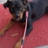 Rottweiler, dişi, kısır, aşılı, tuvalet eğitimi var fotoğraf
