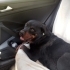 Rottweiler, dişi, kısır, aşılı, tuvalet eğitimi var fotoğraf