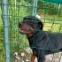 Rottweiler, dişi, kısır, aşılı, tuvalet eğitimi var fotoğraf