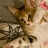 ŞANS KEDİSİNE ACİL YUVA fotoğraf