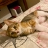 ŞANS KEDİSİNE ACİL YUVA fotoğraf