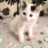IRANLI MAYONEZ YUVASINI ARIYOR fotoğraf