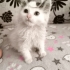 IRANLI MAYONEZ YUVASINI ARIYOR fotoğraf
