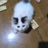IRANLI MAYONEZ YUVASINI ARIYOR fotoğraf