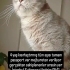 BU GÜZEL OĞLANA ÖMÜRLÜK YUVA ARIYORUZ  British shorthair ücretsiz yuvalandırma fotoğraf