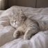 BU GÜZEL OĞLANA ÖMÜRLÜK YUVA ARIYORUZ  British shorthair ücretsiz yuvalandırma fotoğraf