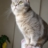 BU GÜZEL OĞLANA ÖMÜRLÜK YUVA ARIYORUZ  British shorthair ücretsiz yuvalandırma fotoğraf
