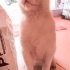 Sokağa terk edilmiş cins kedi fotoğraf