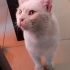 Sokağa terk edilmiş cins kedi fotoğraf