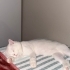 Cana yakın oyuncu ve çok sakin yok denilen hiçbirşey yapmıyor fotoğraf