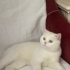 Cana yakın oyuncu ve çok sakin yok denilen hiçbirşey yapmıyor fotoğraf