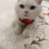 Cana yakın oyuncu ve çok sakin yok denilen hiçbirşey yapmıyor fotoğraf