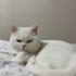 Cana yakın oyuncu ve çok sakin yok denilen hiçbirşey yapmıyor fotoğraf