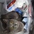 british shorthair fotoğraf