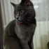 british shorthair fotoğraf