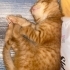 İNAILMAZ SEVİMLİ BU BEBEGE YUVA ARIYORUZ fotoğraf