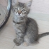 Esmer Güzeli Yavruya Bir Yuva fotoğraf
