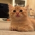 Lütfen çok acil fotoğraf