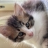 Lütfen çok acil fotoğraf
