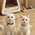 uysal ogula yuva acil fotoğraf