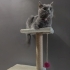 🐾 Ömürlük yuvasını arayan 3 yaşında dişi kedi fotoğraf
