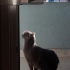 🐾 Ömürlük yuvasını arayan 3 yaşında dişi kedi fotoğraf