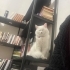 Uysal ve çok akıllı fotoğraf