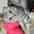Adıyaman kahta TAŞINMA SEBEBİYLE ACİİİL YUVA ARIYORUZ 7Aylık abi ve 2 Aylık Dişi fotoğraf