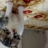 Adıyaman kahta TAŞINMA SEBEBİYLE ACİİİL YUVA ARIYORUZ 7Aylık abi ve 2 Aylık Dişi fotoğraf